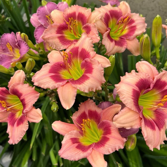 Rare Daylily Flowers Seed 🌸