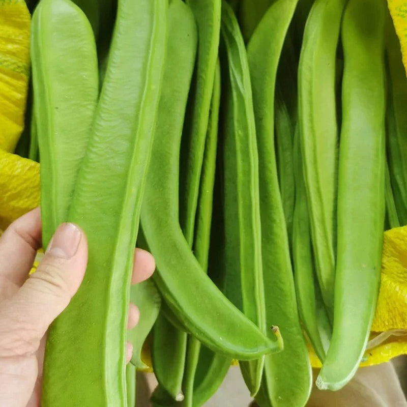 CANAVALIA ENSIFORMIS SEEDS