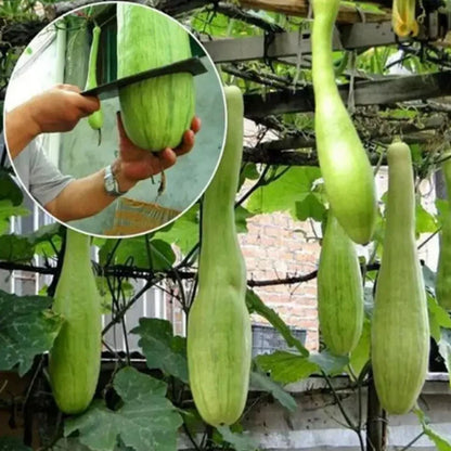 🥒MEAT LOFOAH SEEDS