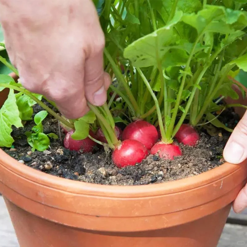 Radish Cherry Belle Seeds