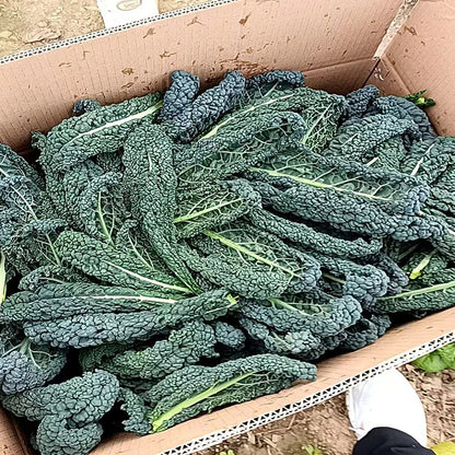 🌿FRIZZY-LEAF VEGETABLE SEEDS