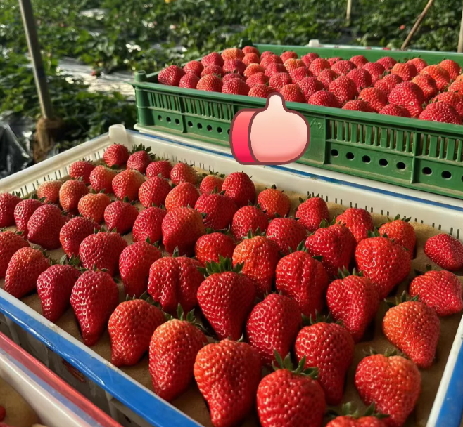 Sweet Dreamland Strawberry Cream Seeds – Premium Quality for a Sweet Harvest