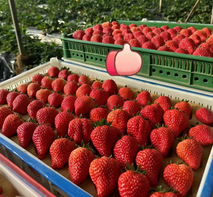 Sweet Dreamland Strawberry Cream Seeds – Premium Quality for a Sweet Harvest