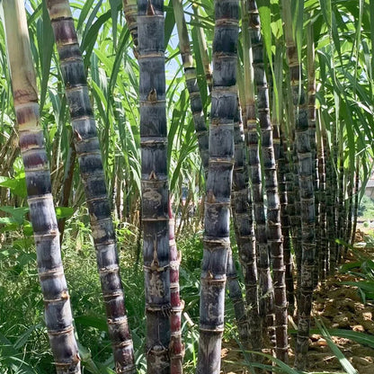 🌱 Grow Your Own Sugarcane – High Germination Seeds ✨ for Easy Home Gardens 🌿!