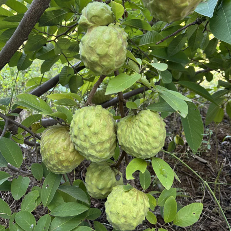 SUGAR APPLE  SEEDS