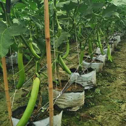 EGGPLANT SEEDS
