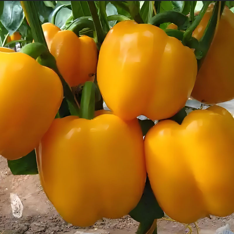 Sweet, Colorful Peppers: Plant the Seeds of Flavor