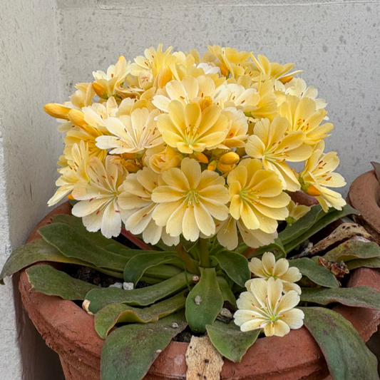 Lewisia Cotyledon Flower Seeds