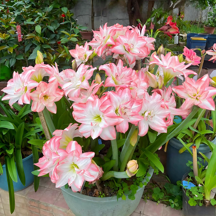 🌼Double-Petaled Perfume Amaryllis Bulbs
