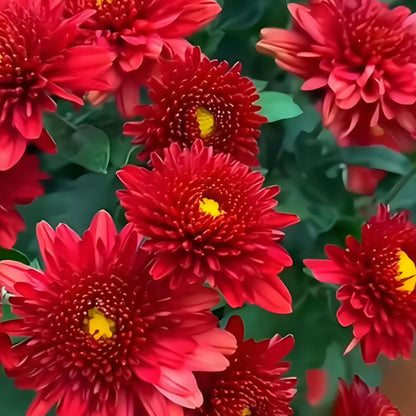 CANDY CHRYSANTHEMUM SEEDS