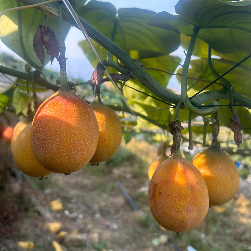 COLOMBIAN PASSION FRUIT SEEDS