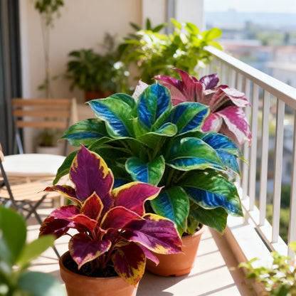 🌿Final Hours $8.99 – Rare Hosta