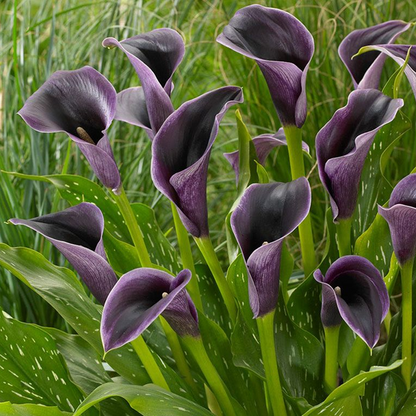 🌿 Easy-to-grow Calla Lily bulbs | Available in multiple colors and lasting bloom