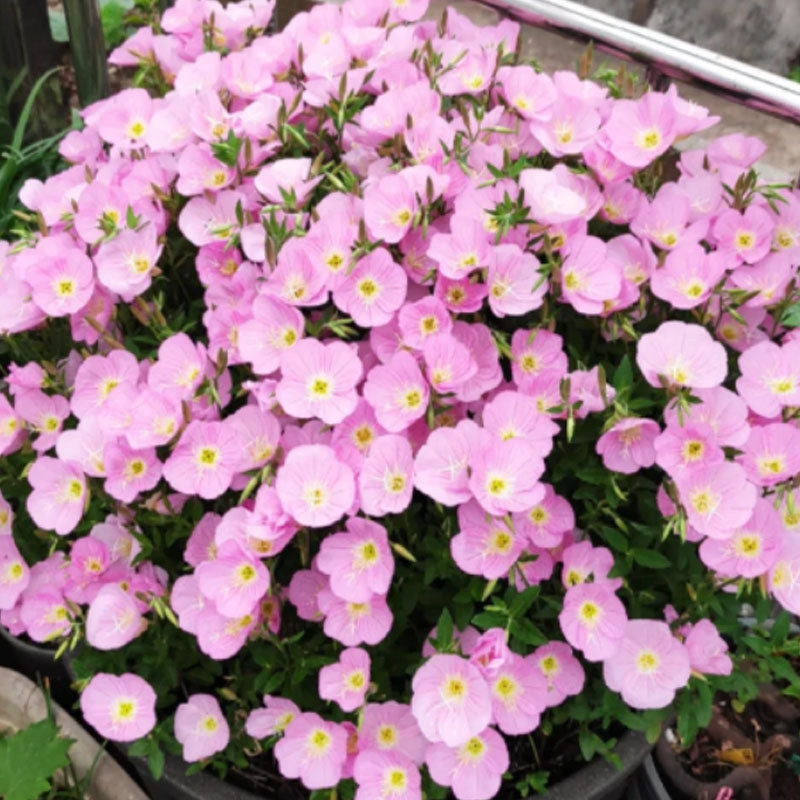 EVENING PRIMROSE SEEDS