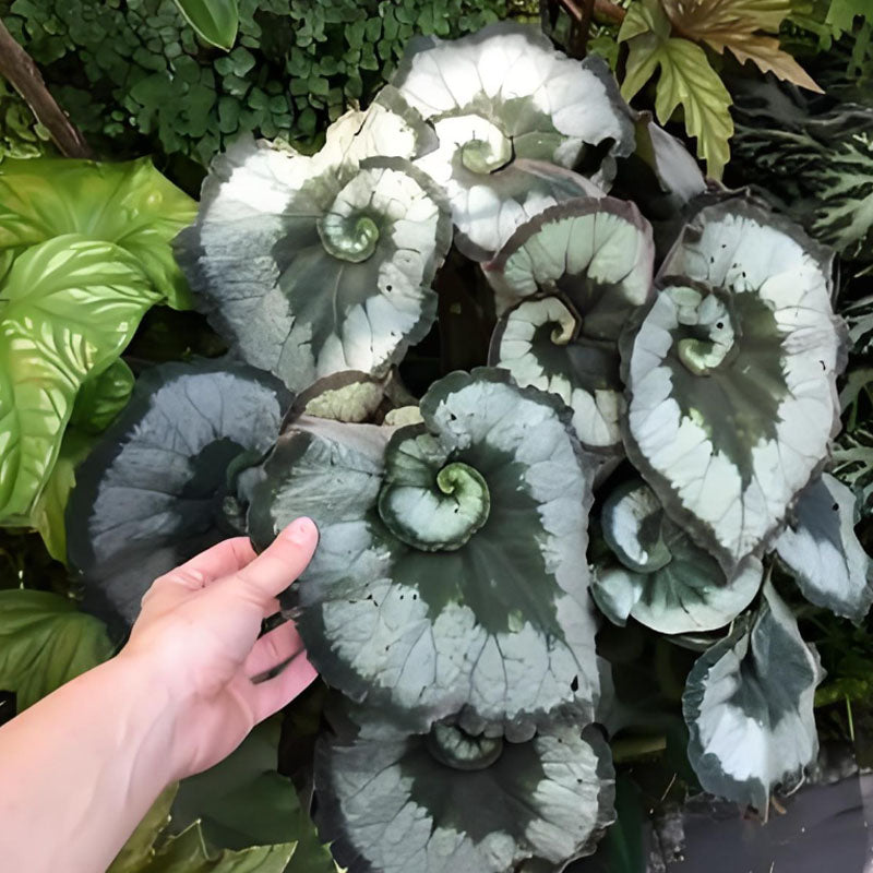 BEGONIA ESCARGOT SEEDS