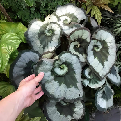 BEGONIA ESCARGOT SEEDS