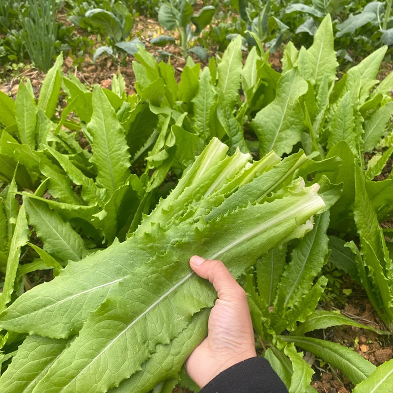 ROMAINE LETTUCE SEEDS