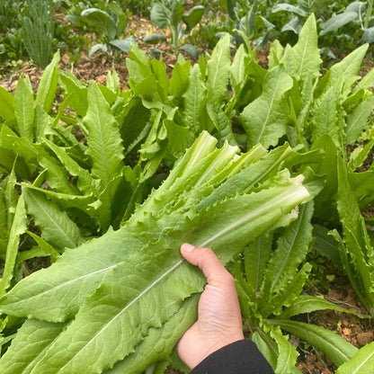 ROMAINE LETTUCE SEEDS