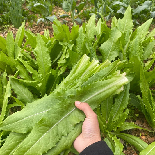 ROMAINE LETTUCE SEEDS