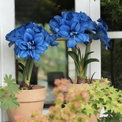 🌼Double-Petaled Perfume Amaryllis Bulbs