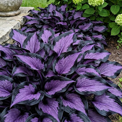 🔥2025 Hot Selling 🌌 Dark Purple Heart Hosta Seeds, a perennial garden plant that is easy to grow