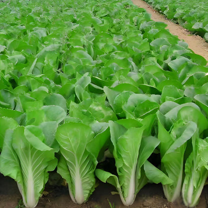 ALPINE BOK CHOY SEEDS