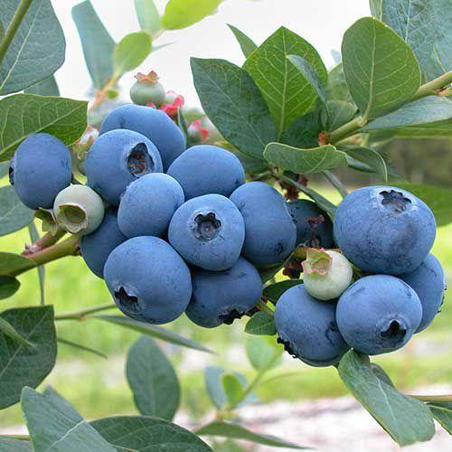 Sweet High BUSH Northern BLUEBERRY Heirloom NON-GMO USA SELLER!