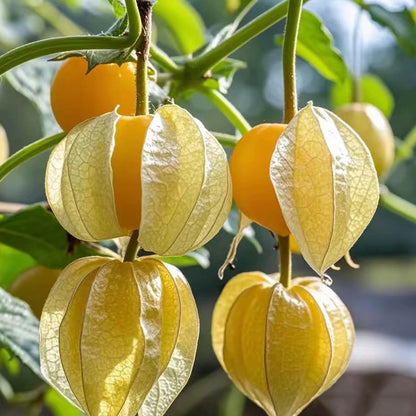Creamy Maiden Fruit Seeds