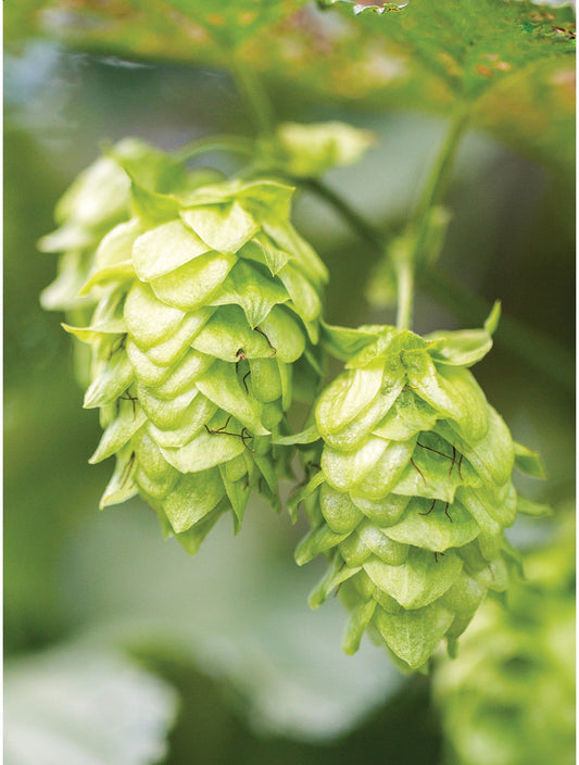 Hops, Mt. Hood