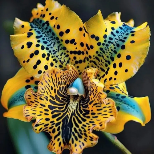 Rare Iris Bulbs⚜️  #7