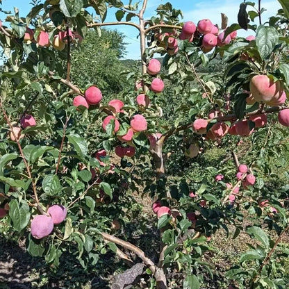 Milk Fruit Seeds-Star Apple-Chrysophyllum Cainito
