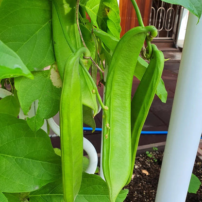 CANAVALIA ENSIFORMIS SEEDS
