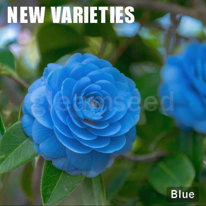 Camellia Flower Seeds – 8 Romantic Colors, Winter Blooming Beauty