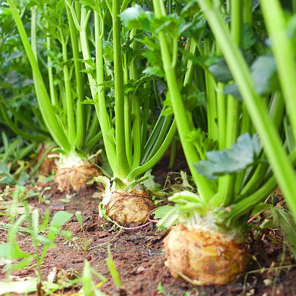 Celeriac Seeds Celery Root Seeds