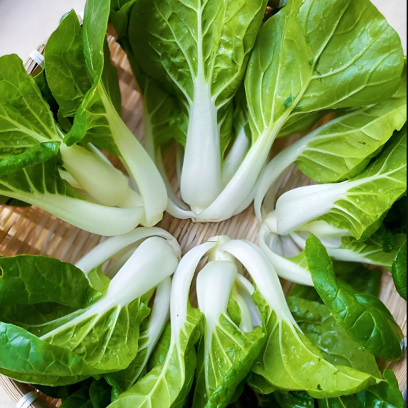 ALPINE BOK CHOY SEEDS