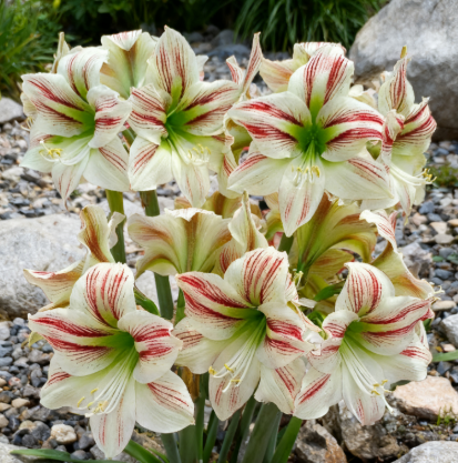 🌼Double-Petaled Perfume Amaryllis Bulbs