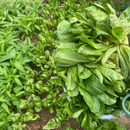 Peacock Cabbage seeds