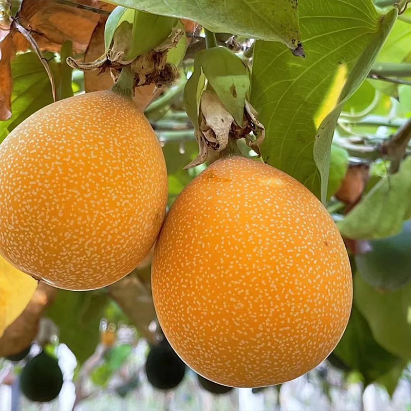 COLOMBIAN PASSION FRUIT SEEDS