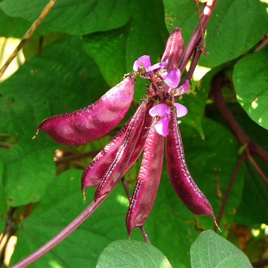 Purple Hyacinth Bean Seeds
