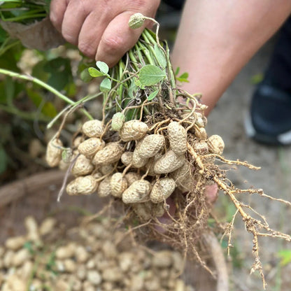 HIGH-YIELD & PREMIUM-QUALITY PEANUTS SEEDS