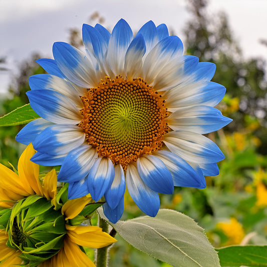 Rare two-color blue sunflower seeds