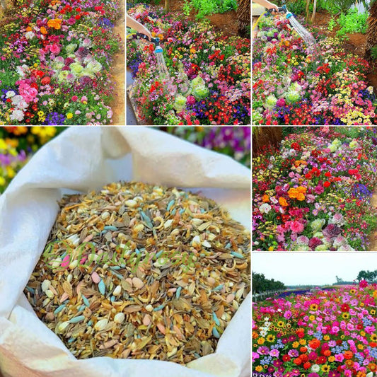 🔥 Latest varieties in 2026💐Mixed Perennial Flowers Seeds-Over 60 kinds mixed