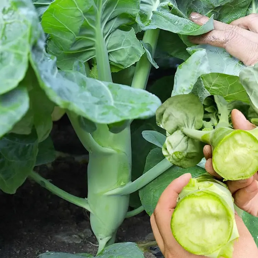 Big chicken leg kale Seeds