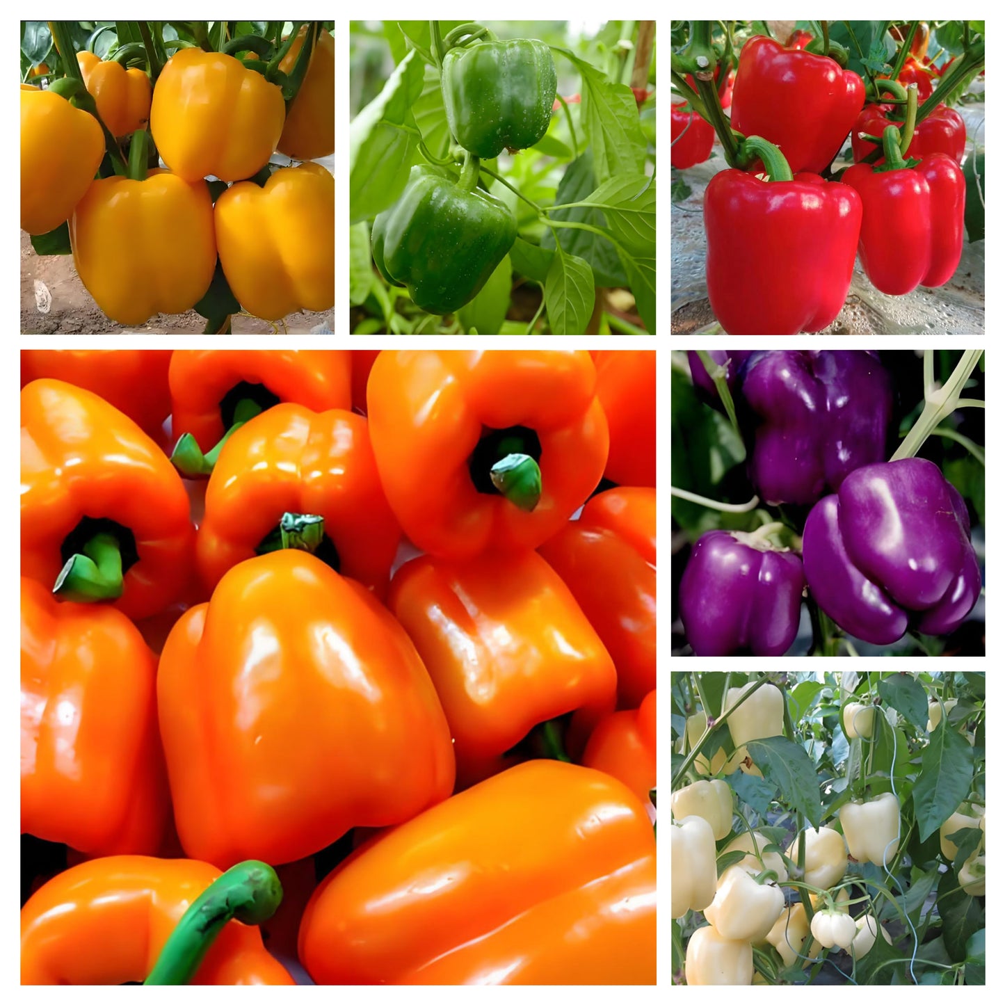 Sweet, Colorful Peppers: Plant the Seeds of Flavor