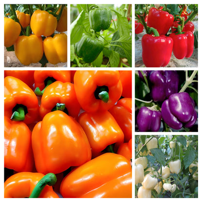 Sweet, Colorful Peppers: Plant the Seeds of Flavor