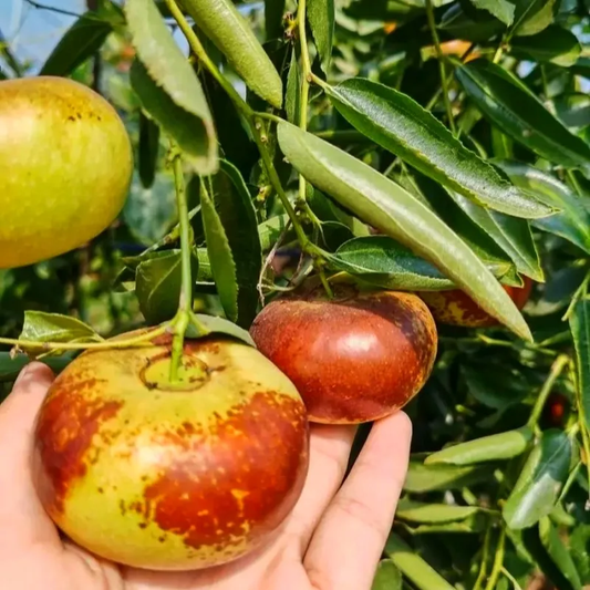 🌿✨Sweet jujube treasure: the twisted jewel! 🍏💚