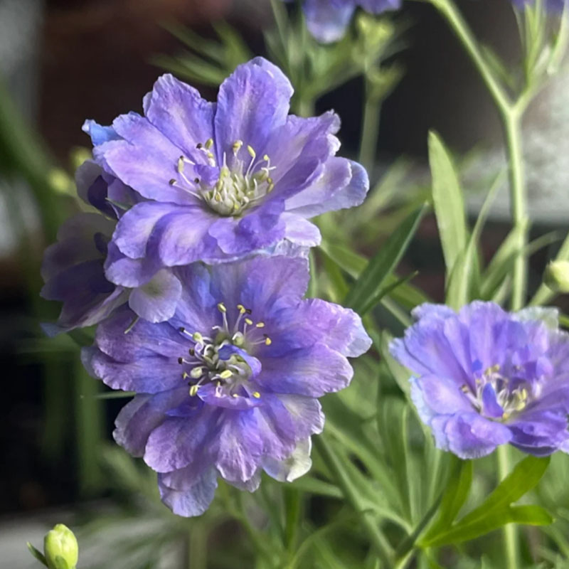 BUTTERFLY BUSH SEEDS