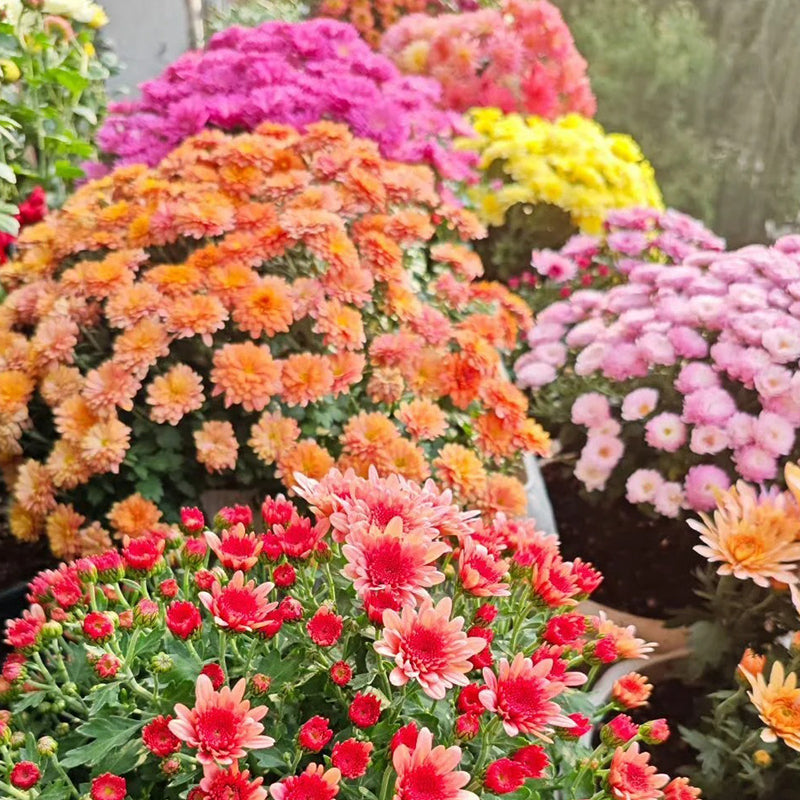 CANDY CHRYSANTHEMUM SEEDS