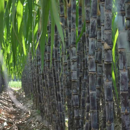 🌿🌱Winter Plantable – ✨High Germination Seeds (CP 72-2086) ✨ for Easy Home Gardens 🌿!