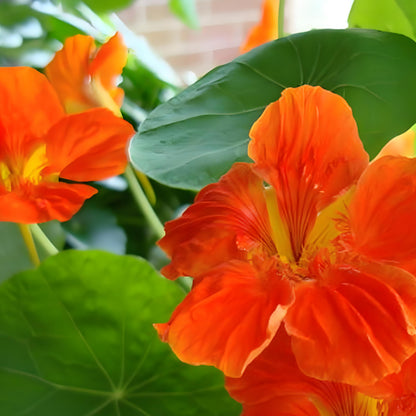 NASTURTIUM SEEDS